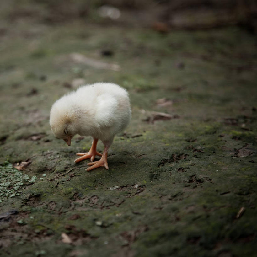 无人,站,方图,室外,白天,纯洁,农业,秘鲁,鸟类,动物,家畜,可爱,童年,童趣,摄影,生长,童真,烂漫,无邪,天真,睡觉,彩图,小鸡,独处