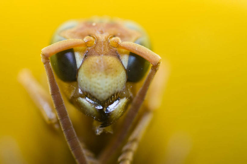 无人,横图,特写,正面,神秘,美景,野生动物,黄色背景,昆虫,景观,自然,景色,摄影,自然风光,黄蜂,危险,彩图