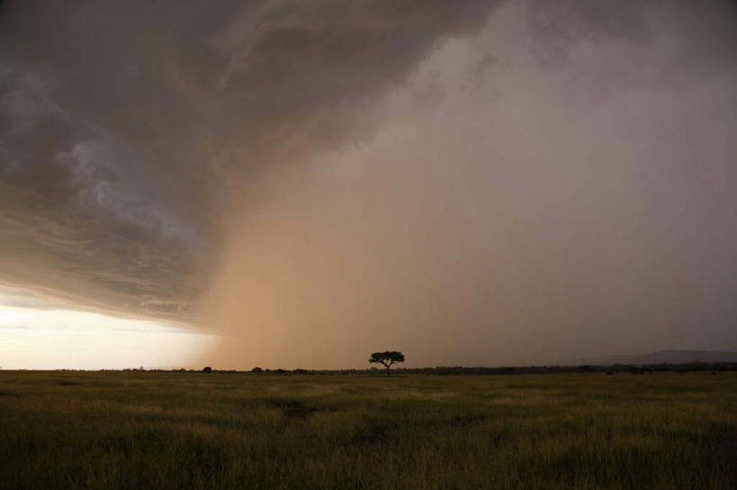 无人,横图,室外,日落,坦桑尼亚,地平线,乌云,辽阔,地面,风景,平原,广阔,摄影,宁静,一望无际,延伸,剪影,天地相交,塞伦盖蒂国家公园,无边无际,一马平川,金合欢树,彩图