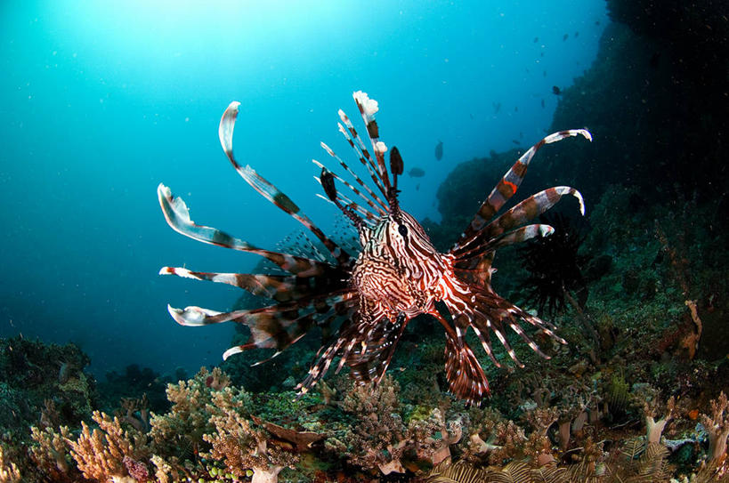 游泳,无人,横图,室外,白天,水下,海洋,水,印度尼西亚,珊瑚,自然,摄影,保护,蓑鲉,式样,危险,暗礁,彩图,独处