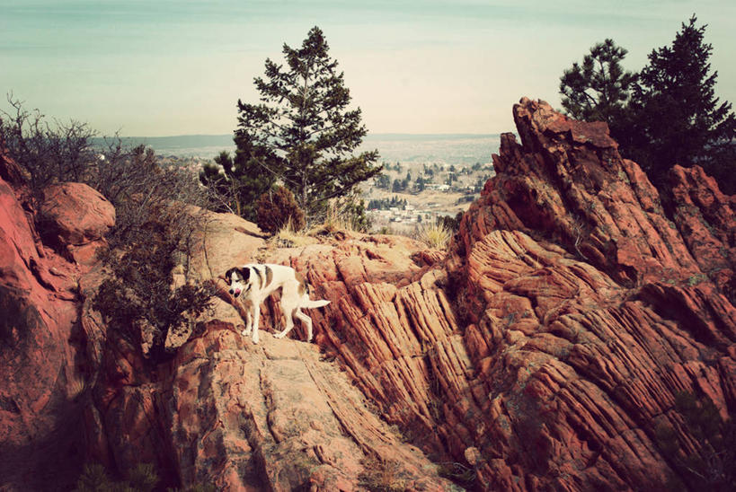 无人,站,横图,室外,白天,探险,狗,美国,地平线,地形,辽阔,地面,树,广阔,家畜,摄影,灌木,一望无际,延伸,天地相交,无边无际,一马平川,沙岩,科罗拉多斯普林斯,岩石,彩图,好奇心