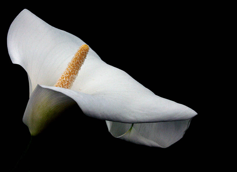 无人,横图,特写,美景,马蹄莲,黑色背景,盛开,景观,花蕾,花,花瓣,花朵,鲜花,一朵,白色,自然,花苞,花蕊,景色,摄影,脆弱,自然风光,彩图,影棚拍摄