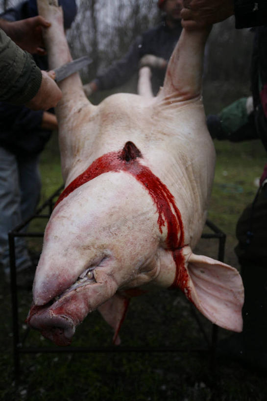 成年人,老年人,手,无人,两个人,站,竖图,室外,特写,猪,准备,拿着,刀,血液,人体,摄影,牲畜,厌恶,部分,颠倒,杀害,老年男性,彩图,传统文化