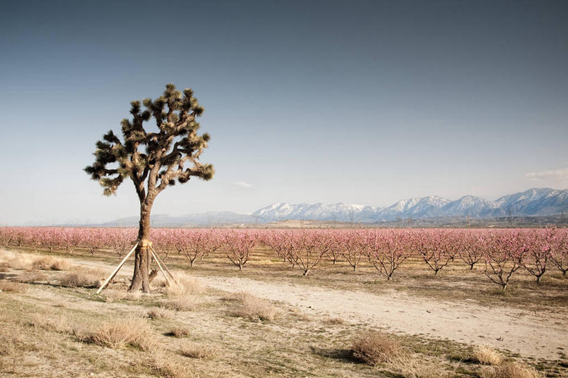 无人,公园,果园,横图,室外,白天,美景,雪山,美国,地形,景观,树,粉色,风景,自然,景色,摄影,宁静,北美,北美洲,国家公园,加利福尼亚,自然风光,美洲,加州,加利福尼亚州,万里无云,金州,黄金州,北亚美利加洲,亚美利加洲,约书亚树国家公园,彩图,美利坚合众国