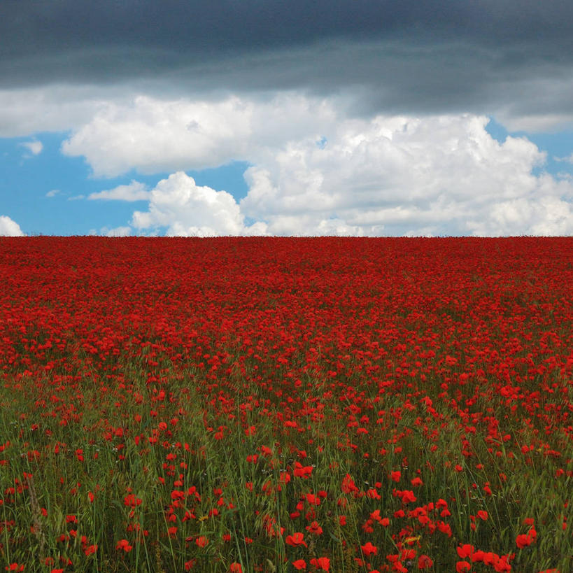 无人,方图,室外,白天,美景,英国,丰富,地平线,地形,景观,田地,云,辽阔,野花,地面,红色,风景,自然,广阔,景色,摄影,生长,一望无际,索尔兹伯里,自然风光,延伸,天地相交,无边无际,一马平川,彩图