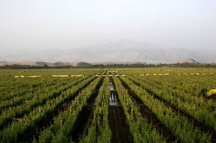 无人,横图,俯视,室外,白天,农业,美景,秘鲁,一排,整齐,地形,景观,田地,葡萄园,排列,自然,景色,南美,摄影,拉丁美洲,队列,自然风光,种植园,伊卡,彩图,高角度拍摄