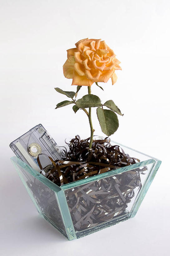 无人,竖图,室内,特写,白色背景,玫瑰,餐具,花瓶,叶子,花,白色,摄影,生长,脆弱,清新,想法,玻璃杯,彩图,影棚拍摄,盒式录音带