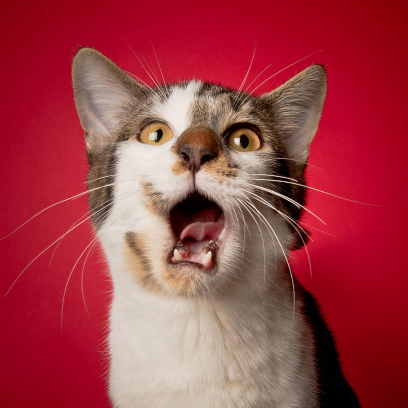 无人,方图,特写,宠物,猫,美国,红色背景,打哈欠,家畜,摄影,北美,北美洲,美洲,佛罗里达,佛罗里达州,佛州,阳光州,北亚美利加洲,亚美利加洲,彩图,影棚拍摄,美利坚合众国