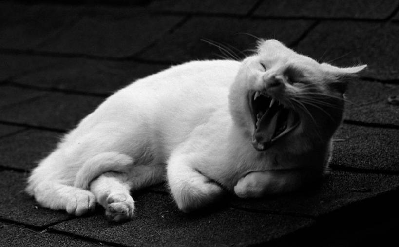 无人,躺,横图,黑白,室外,白天,纯洁,懒惰,猫,人行道,古典,白色,打哈欠,张嘴,家畜,可爱,童年,童趣,摄影,张大嘴巴,童真,烂漫,无邪,天真,张开嘴,闭着眼睛
