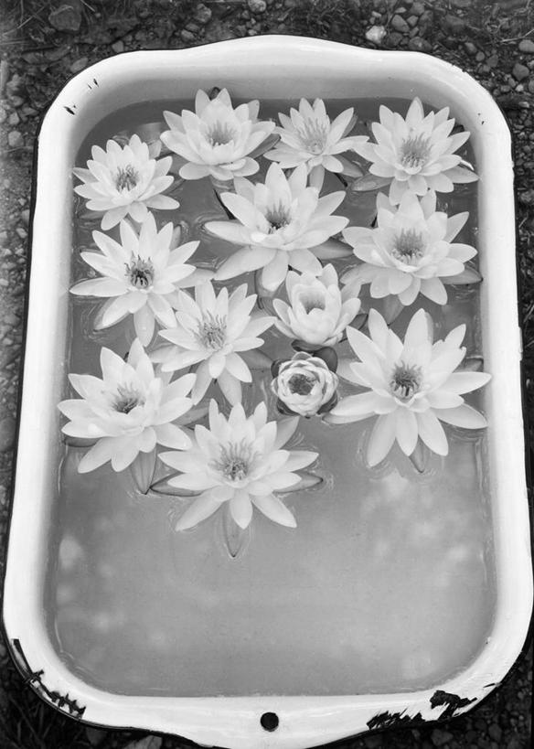 无人,竖图,俯视,黑白,室外,特写,白天,美景,睡莲,日光,许多,烤盘,冰,景观,很多,花,自然,景色,寒冷,摄影,自然风光,高角度拍摄