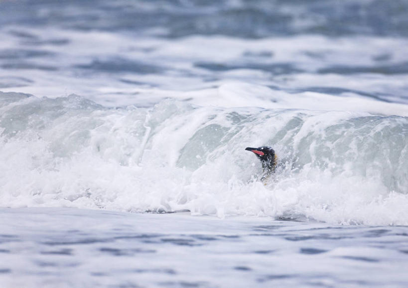 游泳,无人,横图,室外,白天,旅游,度假,海浪,海洋,美景,水,企鹅,野生动物,鸟类,景观,娱乐,自然,享受,休闲,景色,放松,摄影,自然风光,南极洲,帝企鹅,南乔治亚岛,次南极区群岛,海滩,彩图,对焦,动物学,南冰洋