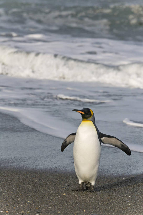 无人,竖图,室外,白天,旅游,度假,海浪,海洋,美景,水,企鹅,野生动物,鸟类,景观,娱乐,自然,享受,休闲,景色,放松,摄影,离开,自然风光,南极洲,帝企鹅,南乔治亚岛,次南极区群岛,海滩,步行,彩图,动物学,南冰洋