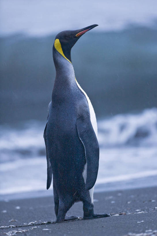 无人,站,竖图,室外,特写,白天,海浪,海洋,水,企鹅,野生动物,鸟类,沙子,摄影,南极洲,帝企鹅,南乔治亚岛,次南极区群岛,海滩,彩图,动物学,南冰洋