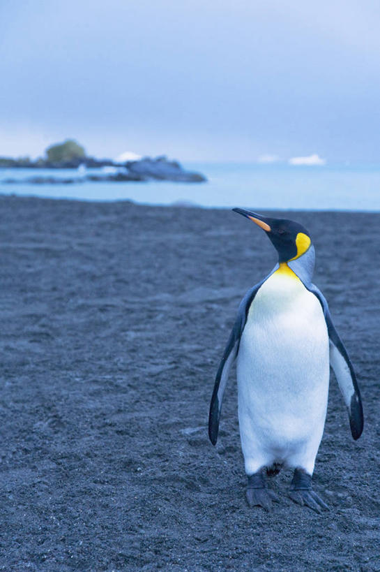 无人,站,竖图,室外,特写,白天,海洋,水,企鹅,野生动物,鸟类,沙子,水平线,天空,摄影,南极洲,帝企鹅,南乔治亚岛,次南极区群岛,海滩,彩图,动物学,南冰洋