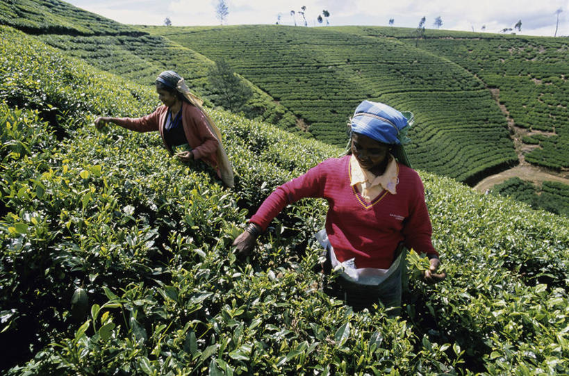 成年人,中年人,一个人,两个人,农场,横图,俯视,室外,白天,农业,农作物,美景,山,叶子,斯里兰卡,仅一个女性,仅一个人,一排,整齐,景观,田地,茶叶,拿着,排列,绿色,风景,自然,仅一个中年女性,职业,景色,头顶,摄影,生长,收获,队列,自然风光,种植园,努沃勒埃利耶,女人,女性,中年女性,亚洲人,半身,彩图,高角度拍摄,传统服装,传统文化