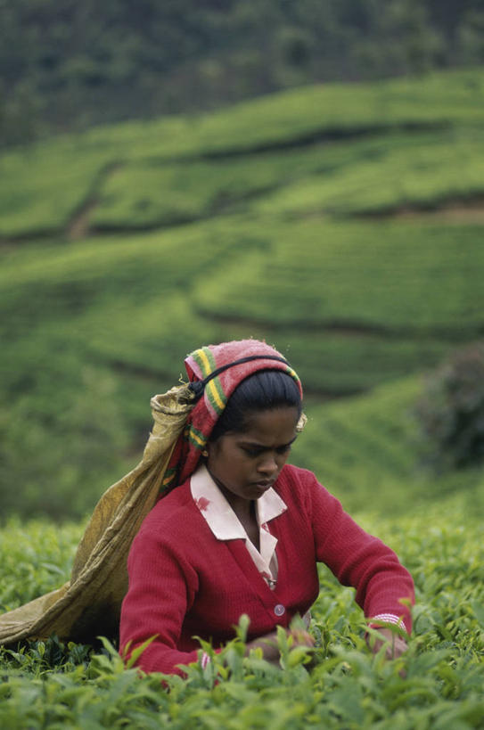 成年人,中年人,头发,一个人,农场,竖图,俯视,室外,特写,白天,农业,农作物,美景,山,叶子,斯里兰卡,仅一个女性,仅一个人,头饰,景观,田地,茶叶,拿着,黑色,风景,自然,仅一个中年女性,职业,景色,摄影,生长,收获,自然风光,肖像,种植园,努沃勒埃利耶,女人,女性,中年女性,亚洲人,半身,彩图,高角度拍摄,传统服装,传统文化