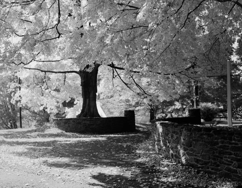 无人,公园,横图,黑白,室外,白天,草坪,枫树,日光,石墙,自然,摄影,保护,宁静,秋天