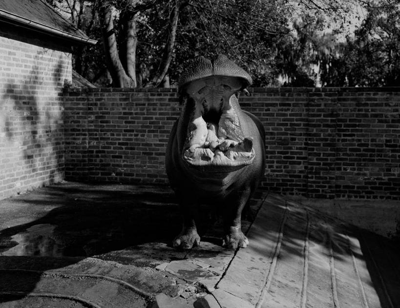 无人,动物园,站,横图,黑白,室外,白天,正面,复古,河马,日光,美国,砖墙,打哈欠,张嘴,摄影,张大嘴巴,张开嘴