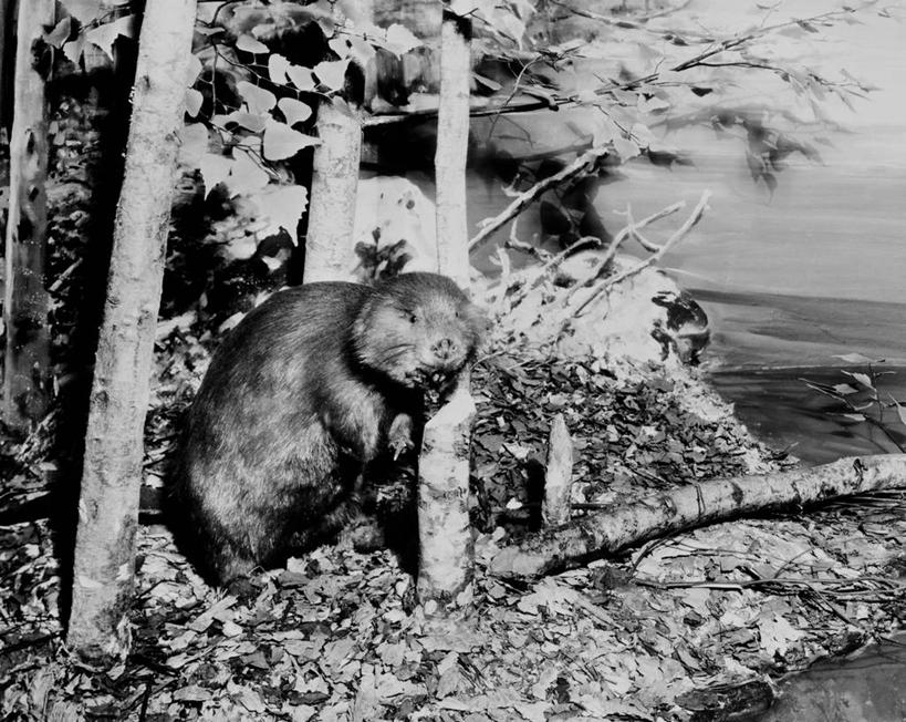 无人,站,横图,黑白,室外,白天,侧面,河流,美景,野生动物,日光,美国,地形,河岸,景观,树,风景,自然,景色,摄影,自然风光,肖像,海狸