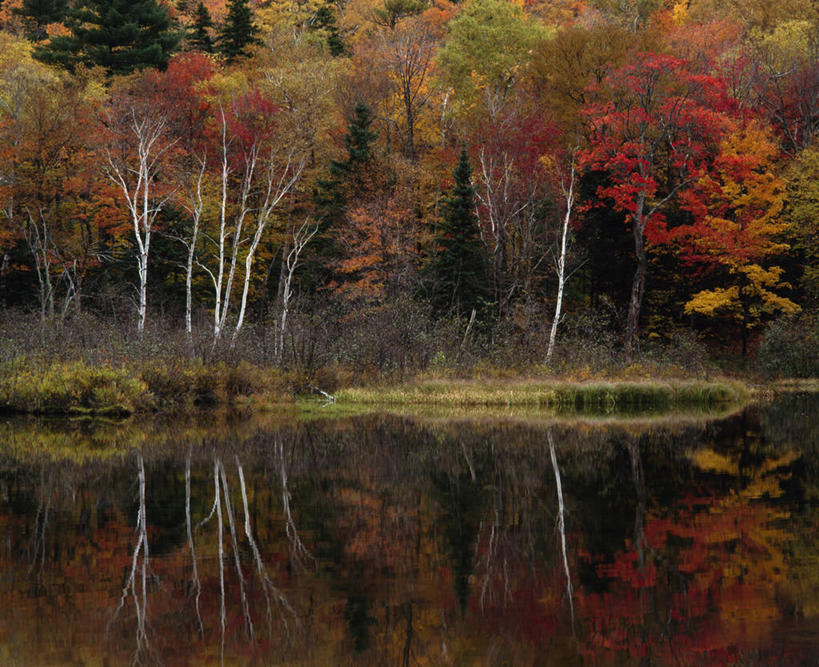 无人,横图,室外,白天,旅游,度假,美景,森林,美国,反射,景观,娱乐,树,风景,自然,享受,休闲,景色,放松,摄影,白桦,宁静,北美,北美洲,自然风光,美洲,新罕布什尔州,北亚美利加洲,亚美利加洲,新罕布什尔,新罕布夏州,花岗岩州,花冈岩之州,滑雪之州,白山国家森林,新英格兰,纽英仑,秋天,彩图,美利坚合众国