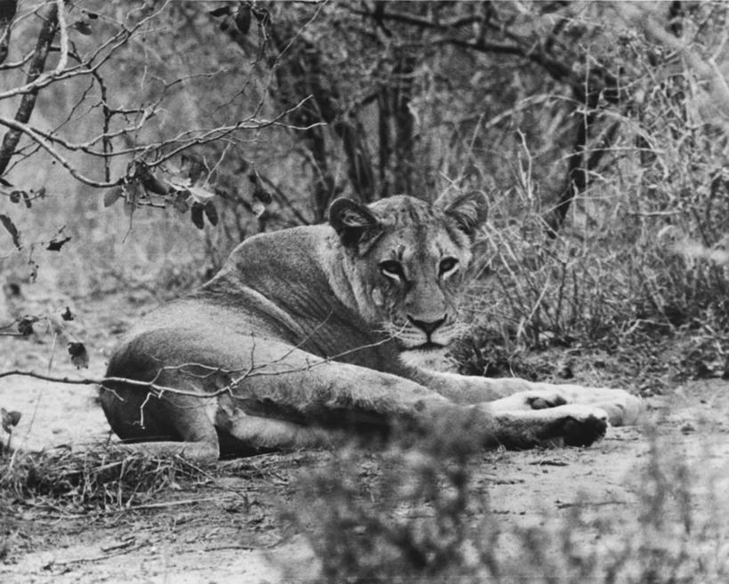 臀部,无人,躺,横图,黑白,室外,白天,懒惰,美景,植物,哺乳动物,野生动物,狮子,生气,捕食,景观,背面,自然,动物,休息,疲倦,景色,力量,愤怒,摄影,生活方式,恼怒,疲劳,愤慨,怒气,疲惫,气愤,发怒,怒火,自然风光,野猫,猫科动物,情绪,困乏,脾气,忿怒,怨恨,强烈,疲乏,委顿,疲困,疲顿,疲钝,倦怠,怠倦,气忿,愤恨,肝火,厌倦,激动,危险,动物行为