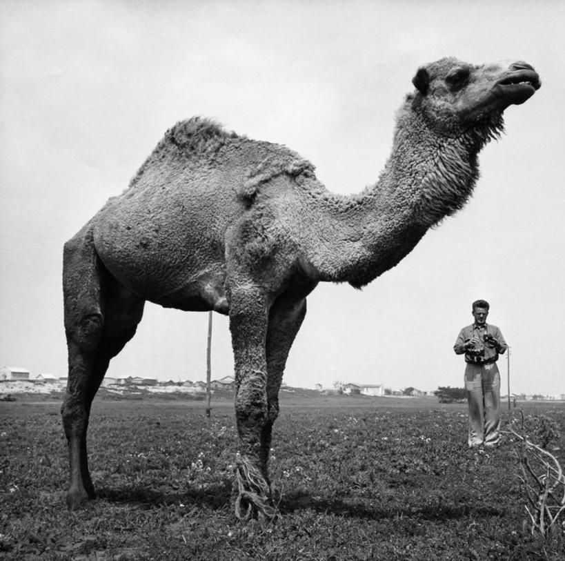 成年人,一个人,横图,黑白,室外,白天,哺乳动物,野生动物,仅一个男性,朦胧,模糊,工作,田地,骆驼,天空,动物,职业,家畜,摄影,牲畜,主题,单峰骆驼,男人