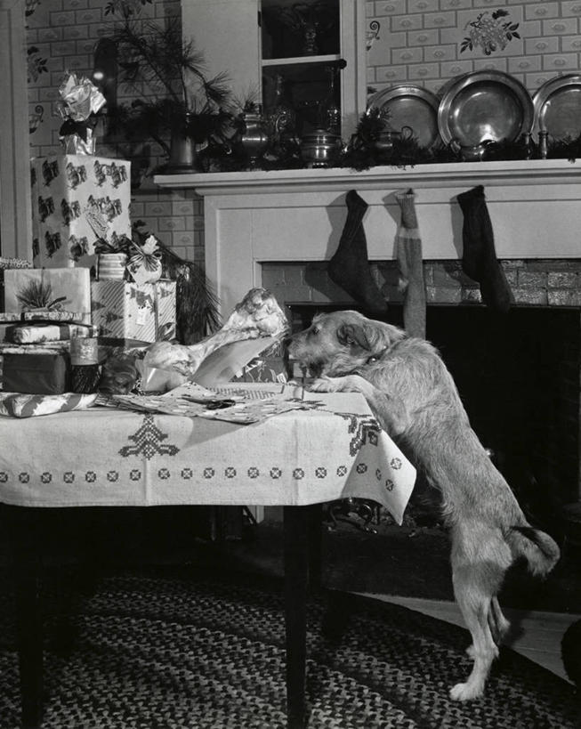 无人,竖图,室内,壁炉,地毯,桌子,哺乳动物,宠物,狗,野生动物,纺织品,圣诞节,堆叠,节日,庆祝,装饰,包装,包装纸,毛毯,毯子,纸,圣诞礼物,古典,文化,圣诞袜,袜子,装饰品,桌布,纺织,动物,盘子,装饰物,垫子,取暖,两只,庆典,温暖,家畜,伸手,摄影,纪念,华丽,修饰,点缀,主题,饰物,咀嚼骨,衬托,美观,雅致,雅观,彩图,取暖设备,传统文化,动物行为