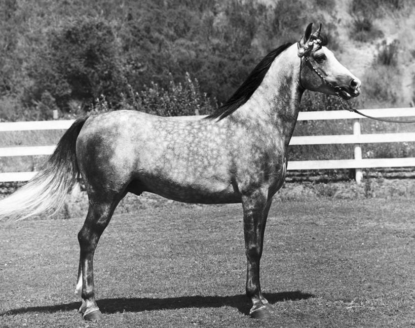 无人,横图,黑白,室外,白天,哺乳动物,马,野生动物,阴影,斑点,篱笆,动物,家畜,摄影,保护,缰绳,主题,式样