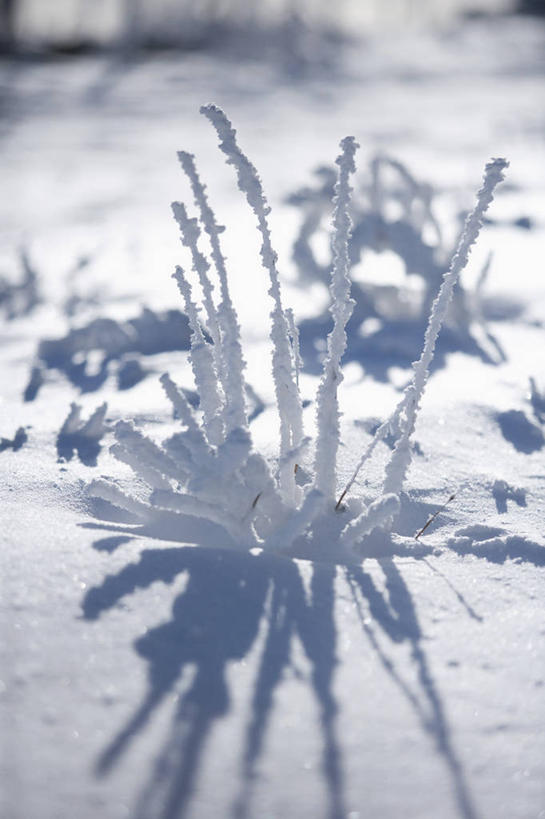 无人,竖图,俯视,室外,特写,白天,美景,雪,大雪,阴影,朦胧,模糊,光线,影子,冰,积雪,景观,雪景,冬季,冬天,阳光,自然,景色,寒冷,冰冷,自然风光,雾凇,严寒,冰凉,酷寒,凛冽,凛凛,极冷,树挂,彩图,高角度拍摄