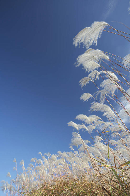 无人,竖图,室外,特写,白天,仰视,美景,植物,芦苇,阴影,枯萎,光线,影子,景观,枯草,草,黄色,蓝色,蓝天,天空,阳光,自然,天,景色,晴朗,自然风光,万里无云,芦芛,芦,苇,晴空,晴空万里,彩图,低角度拍摄