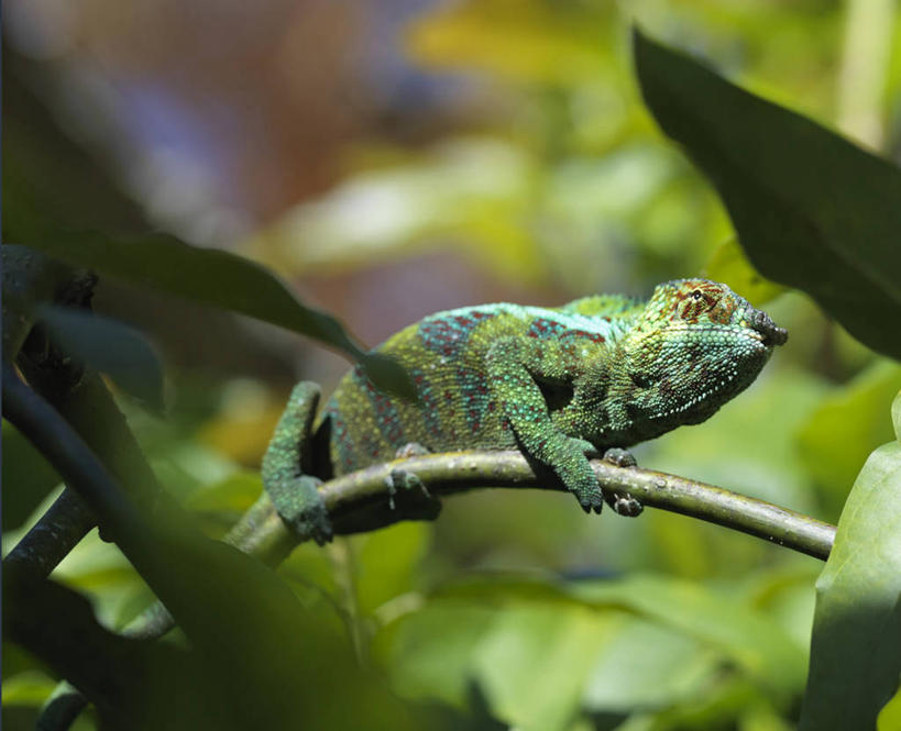 无人,横图,彩色,室外,森林,变色龙,野生动物,蜥蜴,非洲,马达加斯加,枝,绿色,自然,动物,摄影,五颜六色,色彩斑斓,考古学,五彩缤纷,伪装,五彩斑斓,豹纹变色龙,五光十色,彩图,雨林