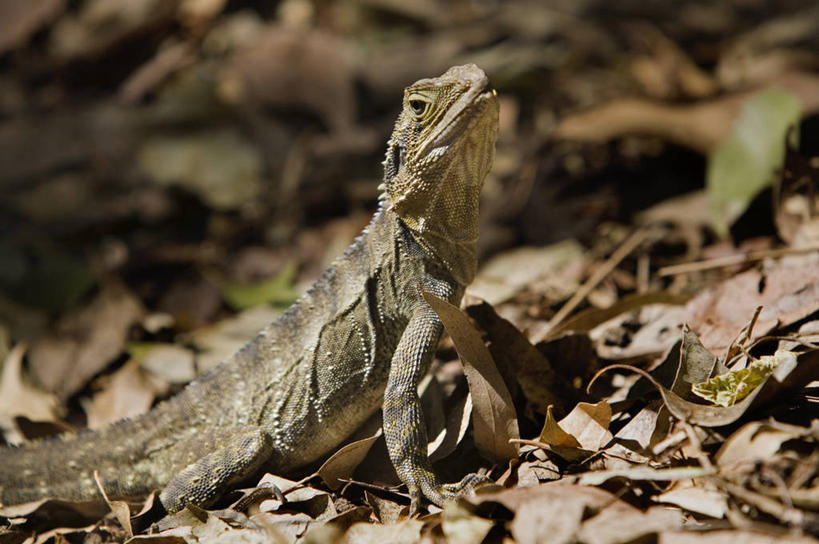 无人,横图,室外,森林,野生动物,蜥蜴,水螅,澳大利亚,地形,海洋生物,无脊椎动物,自然,动物,摄影,水生动物,浮游动物,水生物,海底动物,昆士兰州,布里斯班,彩图,旅行,雨林