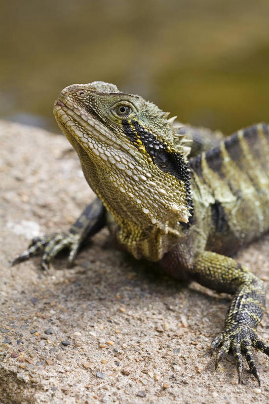 无人,竖图,特写,野生动物,蜥蜴,水螅,澳大利亚,海洋生物,无脊椎动物,自然,动物,摄影,灌木,水生动物,肖像,浮游动物,水生物,海底动物,昆士兰州,布里斯班,彩图,旅行