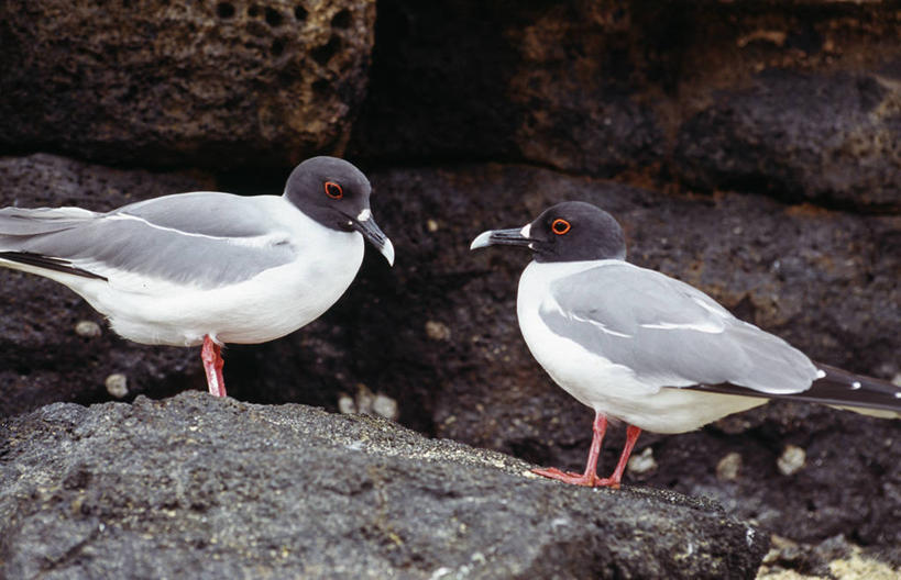 无人,横图,哺乳动物,海鸥,野生动物,羽毛,厄瓜多尔,鸟类,鸟巢,一对,自然,动物,摄影,考古学,加拉帕戈斯群岛,燕尾鸥,彩图