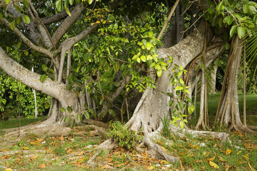 无人,竖图,植物,棕榈树,水果,岛,树,摄影,复叶,椰子树,彩图,巴哈马群岛