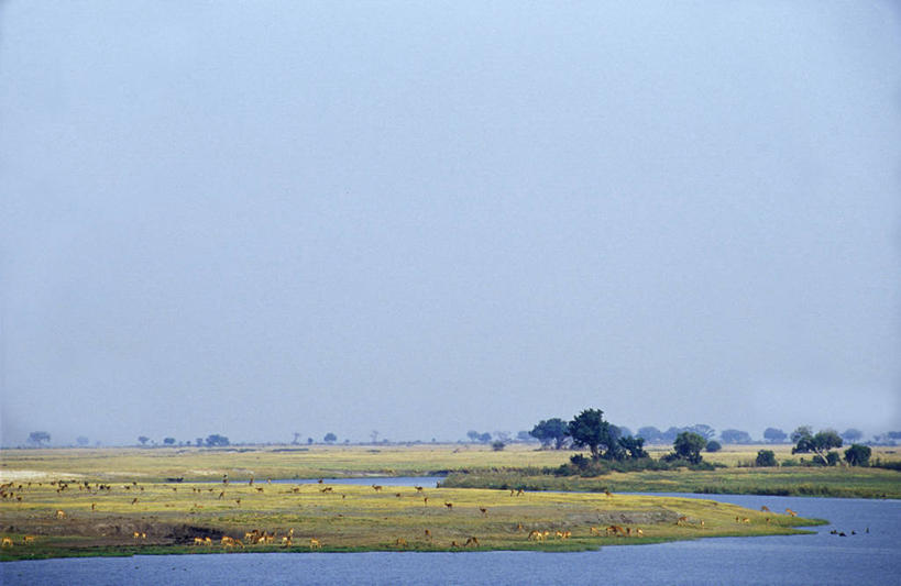 西方人,无人,横图,室外,河流,哺乳动物,野生动物,欧洲,非洲,博茨瓦纳,黑人,欧洲人,羚羊,地形,绿色,动物,摄影,宁静,国家公园,黑斑羚,喂养,非洲人,彩图