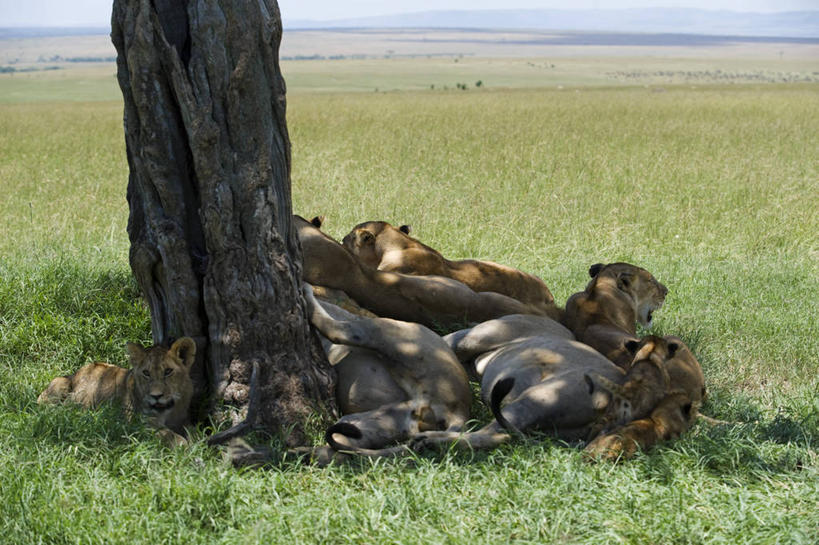 一个人,农民,微笑,竖图,室外,采摘,香蕉,水果,非洲,乌干达,工人,职业,摄影,货运,清新,运送,种植园,员工,彩图,匠人,劳动者,体力工