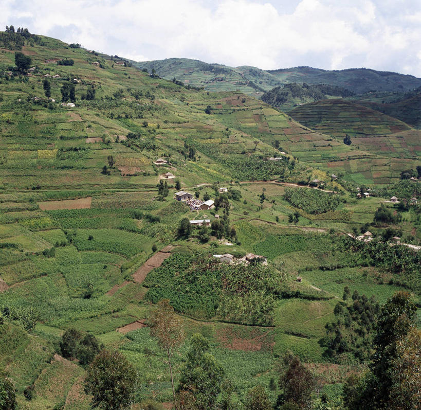 无人,农场,横图,室外,农业,梯田,农作物,山,山脉,非洲,乌干达,地形,田地,转,摄影,红土,彩图