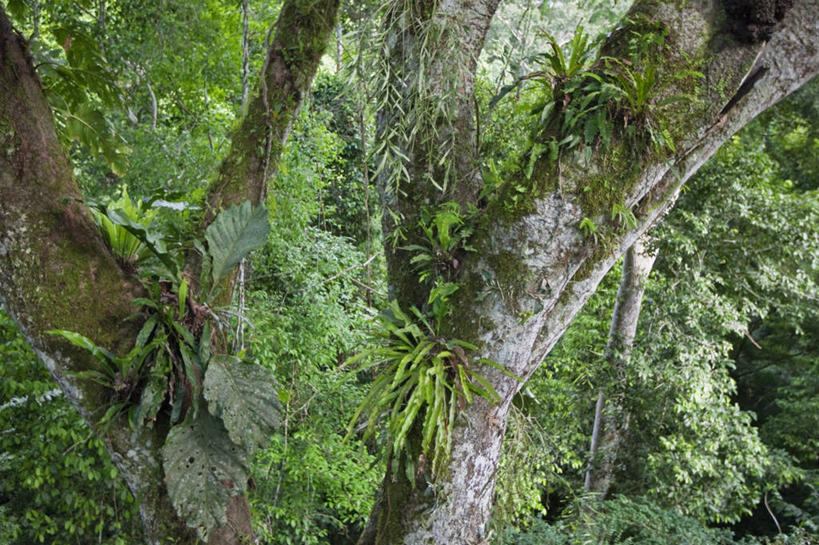 儿童,成年人,老年人,无人,微笑,横图,室外,快乐,纺织品,亚马逊河,秘鲁,束发带,衣服,南美,摄影,拉丁美洲,老年男性,男孩,男人,男性,彩图,旅行,秘鲁人