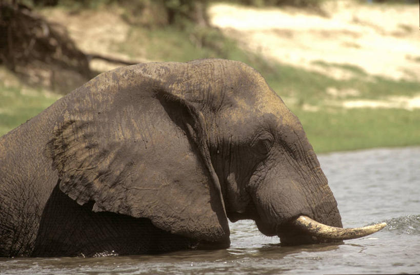 游泳,无人,横图,室外,河流,哺乳动物,野生动物,非洲,津巴布韦,长牙,涉水,非洲象,自然,动物,摄影,考古学,赞比西河,象,彩图