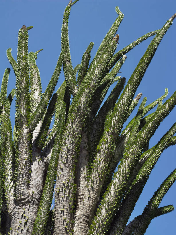 无人,横图,室外,森林,植物,非洲,马达加斯加,枝,树,摄影,锋利,尖锐,荆棘,彩图,刺藤,花须藤