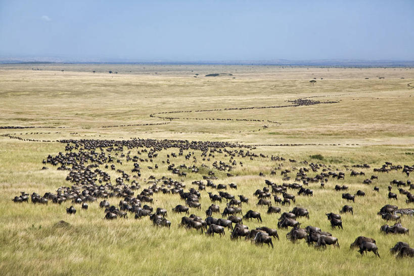 无人,横图,全景,室外,牧场,哺乳动物,野生动物,非洲,肯尼亚,地形,风景,动物,平原,摄影,食草动物,迁徙,非洲大羚,野生动物保护区,自然保护区,蓝牛羚,彩图,马赛马拉国家保护区