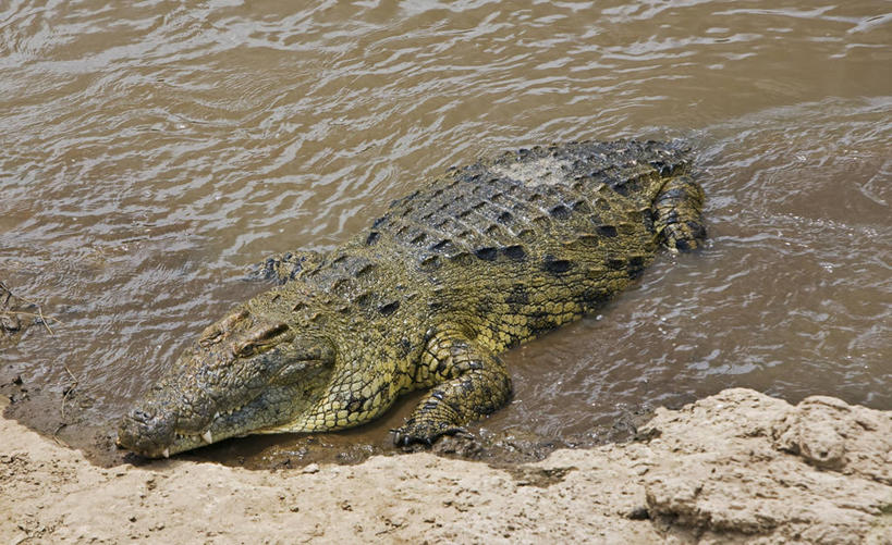 无人,横图,室外,斑马,哺乳动物,野生动物,非洲,肯尼亚,动物,摄影,迁徙,瞪羚,非洲大羚,自然保护区,彩图,马赛马拉国家保护区