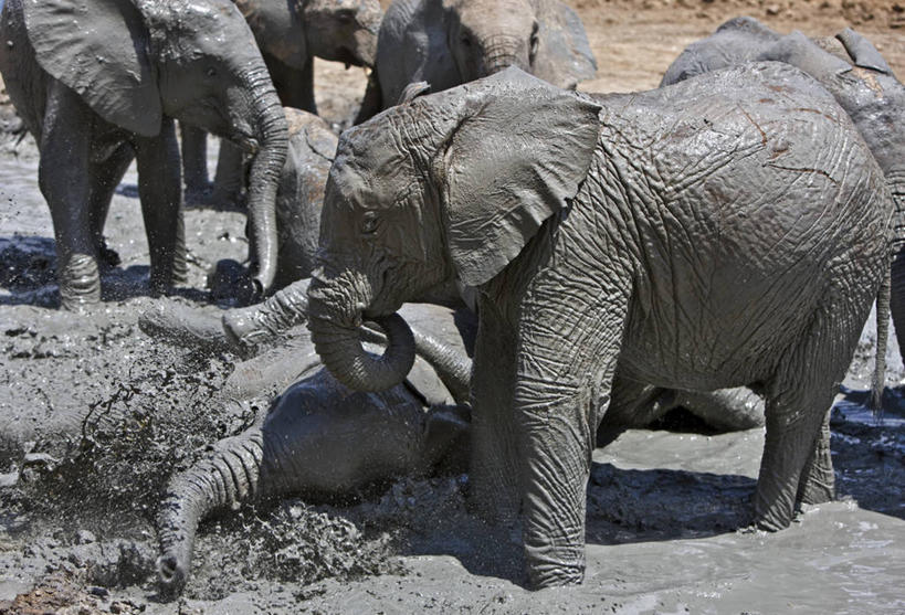 无人,横图,室外,友谊,野生动物,非洲,肯尼亚,动物,摄影,泥,国家公园,孤儿,象,彩图,动物行为