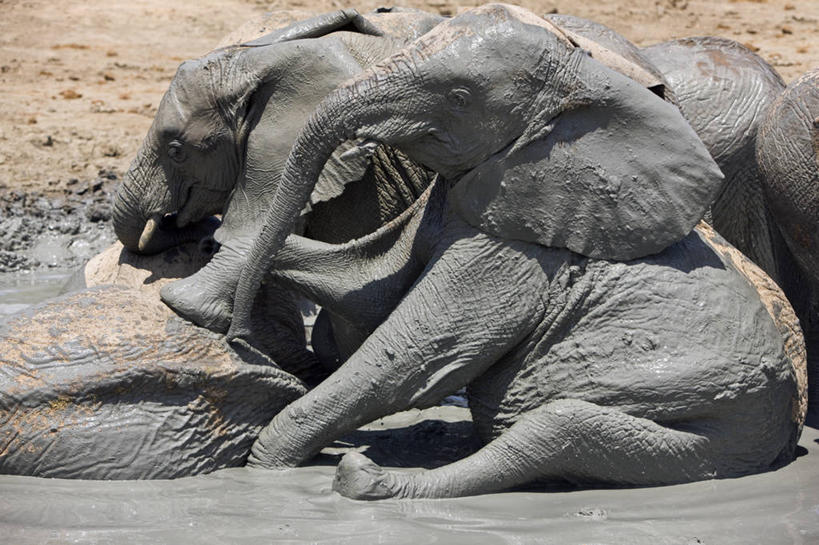 无人,横图,室外,友谊,野生动物,非洲,肯尼亚,动物,摄影,泥,国家公园,孤儿,象,彩图,动物行为