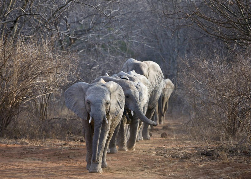 无人,横图,室外,野生动物,非洲,肯尼亚,动物,摄影,灌木,国家公园,干的,孤儿,象,彩图,动物行为