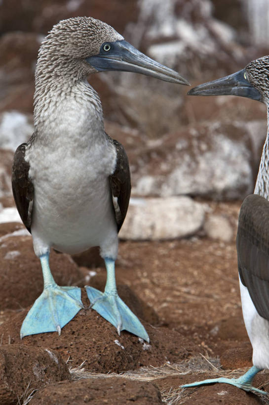 一个人,横图,旅游,通讯,海鸟,鸟,野生动物,厄瓜多尔,行人,游客,游人,鸟类,路人,旅客,自然,动物,南美,摄影,观看,拉丁美洲,拜访,加拉帕戈斯群岛,鲣鸟,结巴鸟,过客,蓝脚鲣鸟,北西摩岛,美国人,彩图,旅行