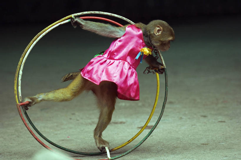 无人,公园,横图,旅游,度假,猴子,亚洲,表演,古典,旋转,衣服,动物,车轮,平衡,摄影,幽默,猕猴,灵长目,海南岛,彩图,旅行,装扮