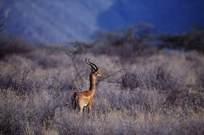 无人,横图,室外,哺乳动物,野生动物,非洲,肯尼亚,羚羊,地形,自然,动物,平原,摄影,水羚,自然保护区,彩图,郊野公园