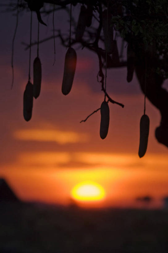 无人,竖图,室外,日落,太阳,植物,水果,非洲,肯尼亚,发光,光亮,黄昏,橙色,摄影,考古学,腊肠树,野生动物保护区,东非,自然保护区,彩图,马赛马拉国家保护区,马赛人